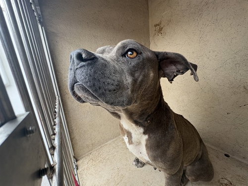 LILY, a dog for adoption from Oklahoma City Animal Welfare Division