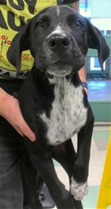 A481280, a dog for adoption from Oklahoma City Animal Welfare Division