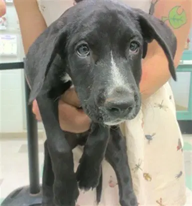 Unknown - English Pointer