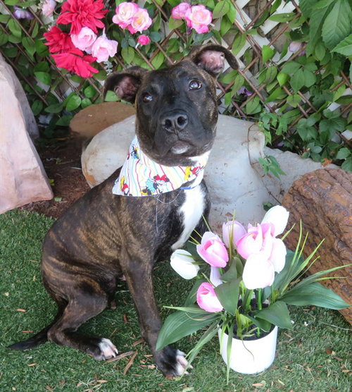 AMELIA, a dog for adoption from Oklahoma City Animal Welfare Division