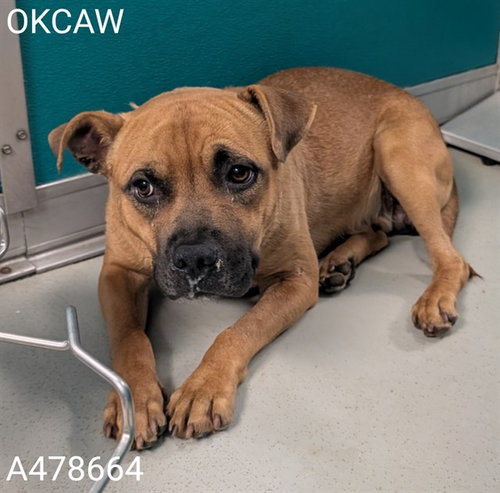 BILLY, a dog for adoption from Oklahoma City Animal Welfare Division