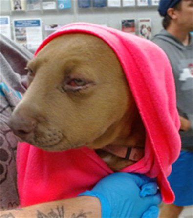 ELPHABA, a dog for adoption from Oklahoma City Animal Welfare Division