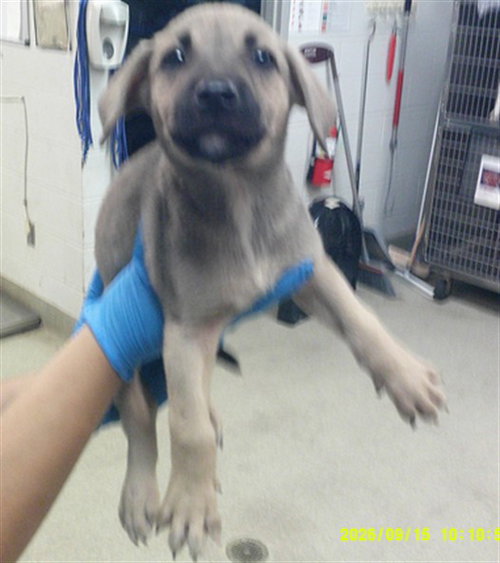 A480712, a dog for adoption from Oklahoma City Animal Welfare Division