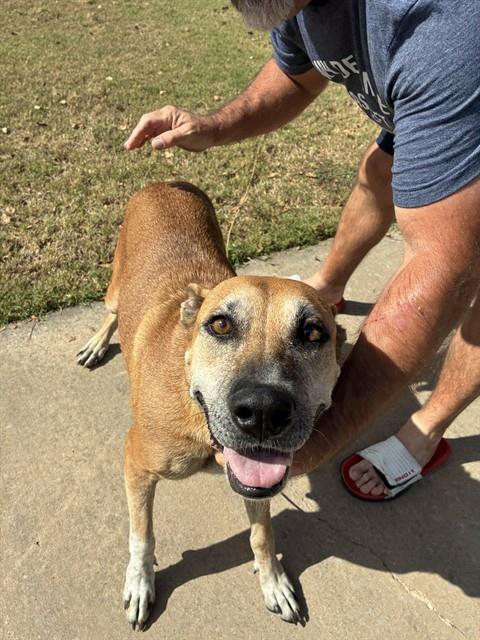 A481439, a dog for adoption from Oklahoma City Animal Welfare Division