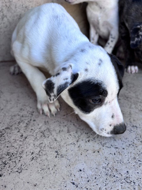 A481451, a dog for adoption from Oklahoma City Animal Welfare Division