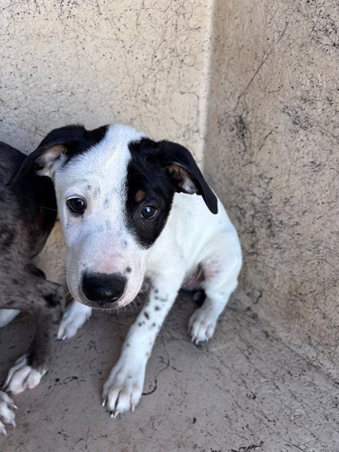 A481452, a dog for adoption from Oklahoma City Animal Welfare Division
