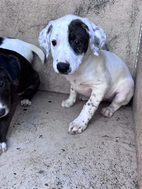 Unknown - Catahoula Leopard Dog