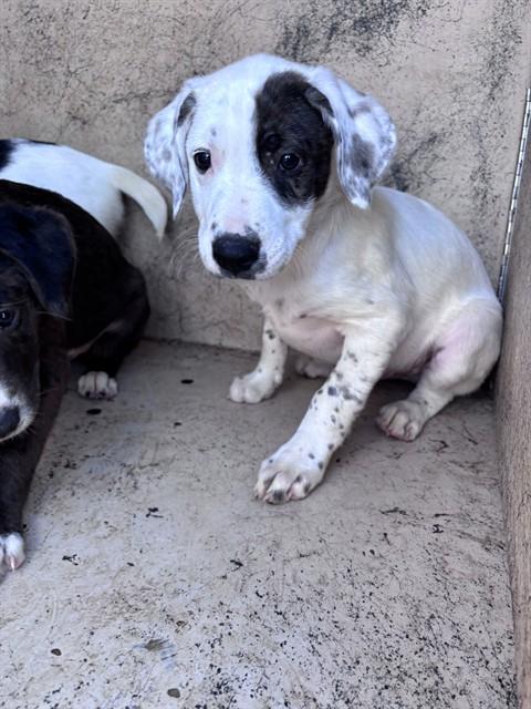 A481454, a dog for adoption from Oklahoma City Animal Welfare Division