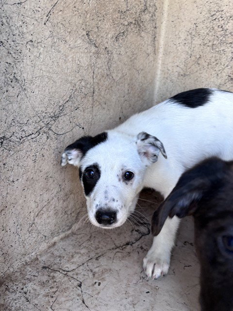 A481455, a dog for adoption from Oklahoma City Animal Welfare Division