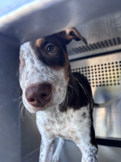 A481463, a dog for adoption from Oklahoma City Animal Welfare Division