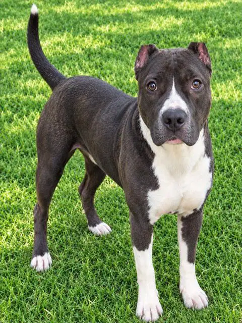 Denver - Cane Corso Mastiff