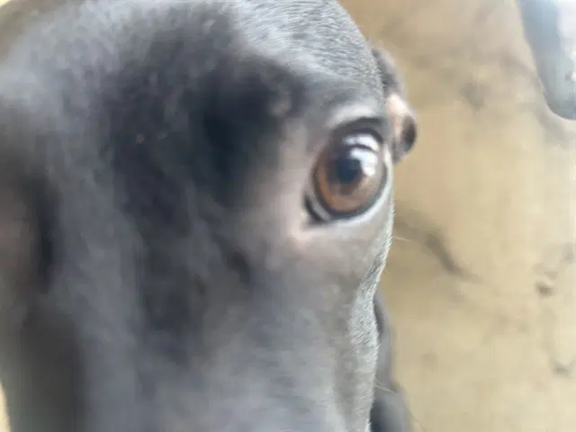 Honcho image 1