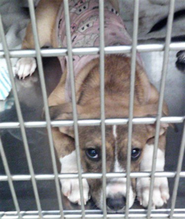 A481473, a dog for adoption from Oklahoma City Animal Welfare Division