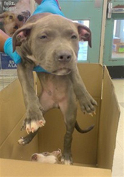 A481512, a dog for adoption from Oklahoma City Animal Welfare Division