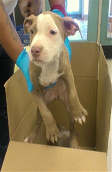 A481514, a dog for adoption from Oklahoma City Animal Welfare Division