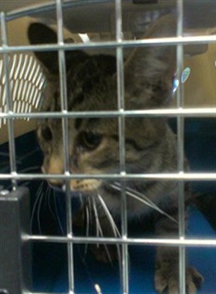 A481246, a cat for adoption from Oklahoma City Animal Welfare Division