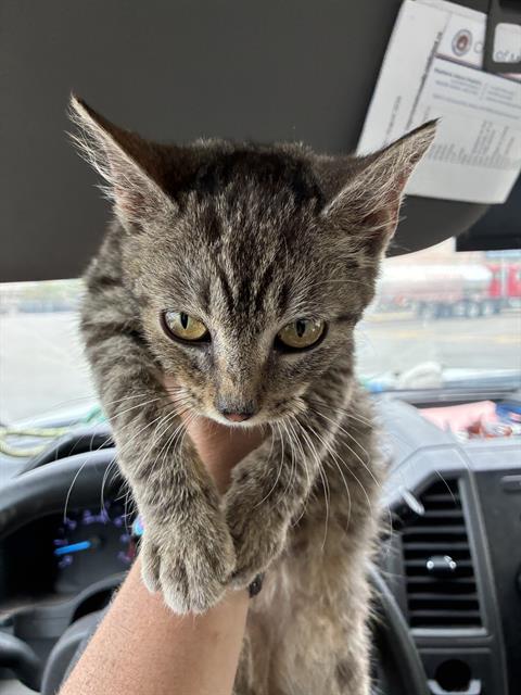 A481263, a cat for adoption from Oklahoma City Animal Welfare Division