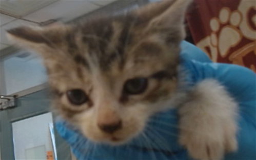PLUTO, a cat for adoption from Oklahoma City Animal Welfare Division