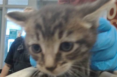 NEPTUNE, a cat for adoption from Oklahoma City Animal Welfare Division