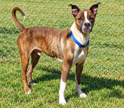 MAX, a dog for adoption from Oklahoma City Animal Welfare Division