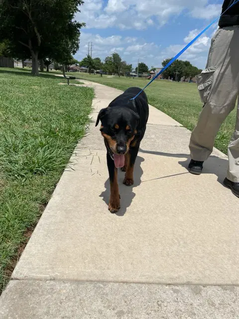 Chapo - Rottweiler