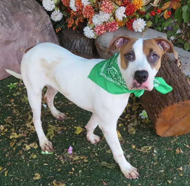 Dezi - Pit Bull Terrier