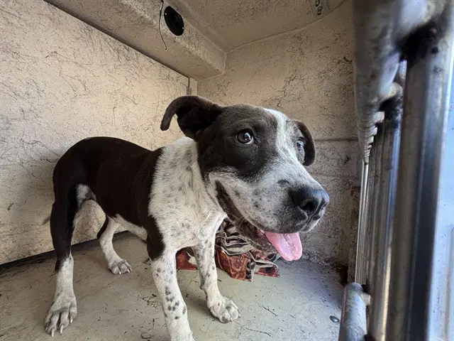 Unknown - Pit Bull Terrier