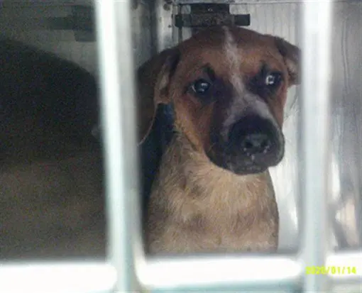 Unknown - Australian Cattle Dog/Blue Heeler