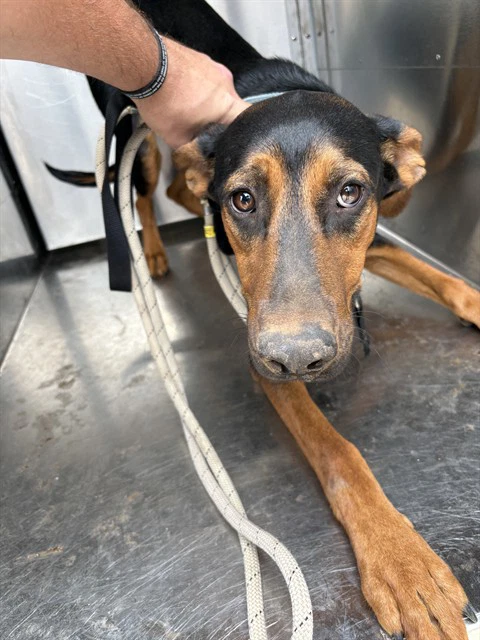 Merlin