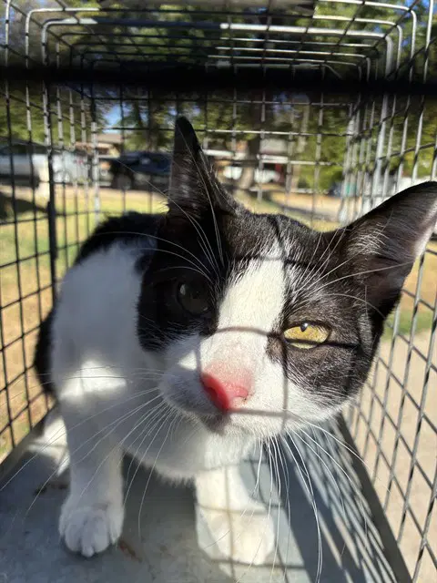 Mini - Domestic Short Hair
