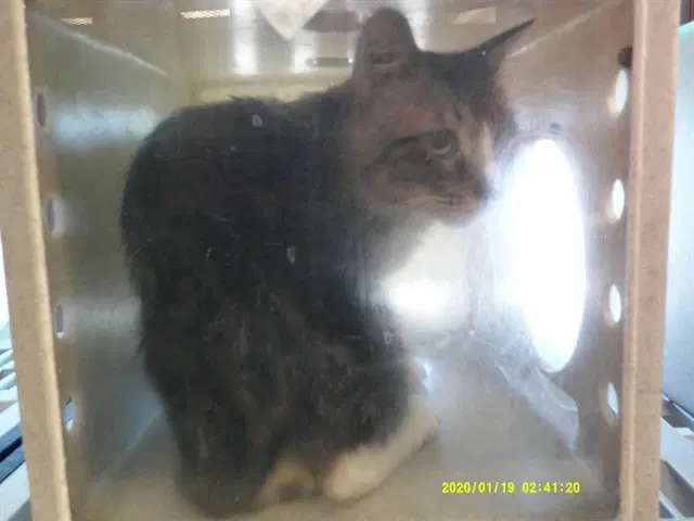 Rocky - Domestic Short Hair