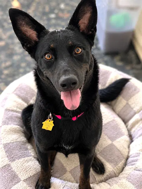 Wednesday - Australian Cattle Dog/Blue Heeler