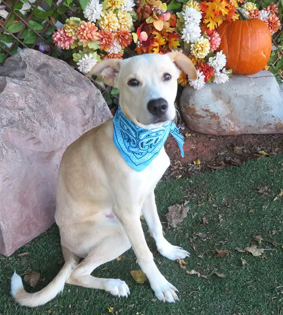 Frosty - Carolina Dog