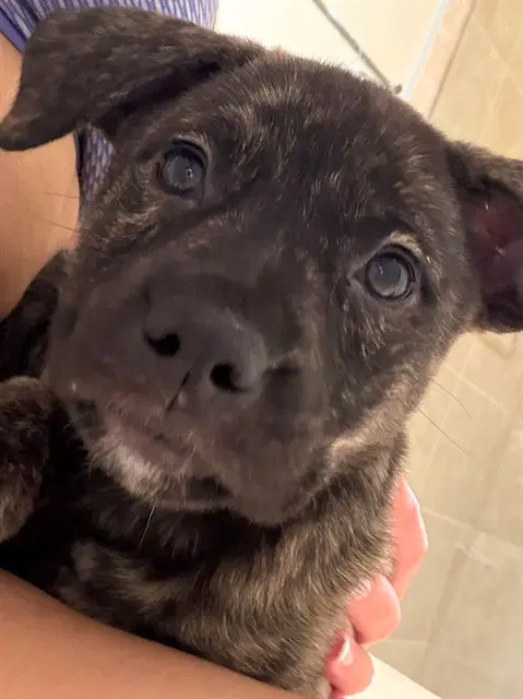 Kitkat - American Pit Bull Terrier