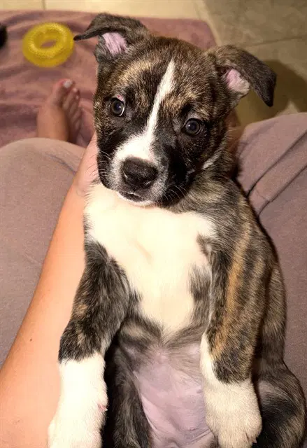 Rocky Road - American Pit Bull Terrier