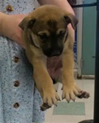 Unknown - Black Mouth Cur