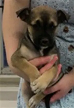 Unknown - Black Mouth Cur
