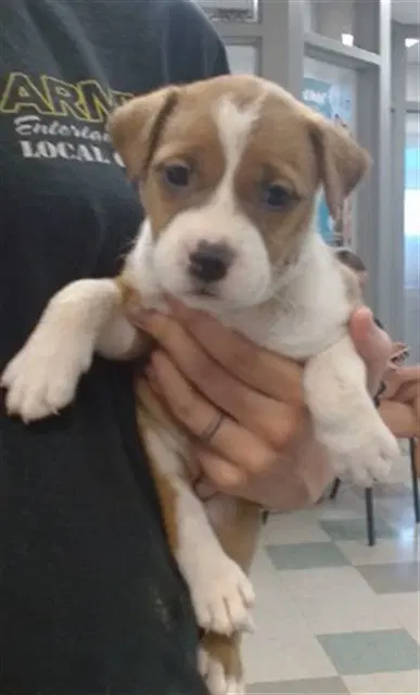 Unknown - Terrier