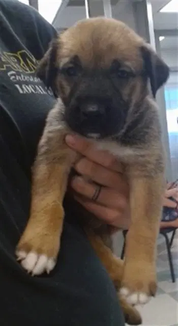 Unknown - Terrier