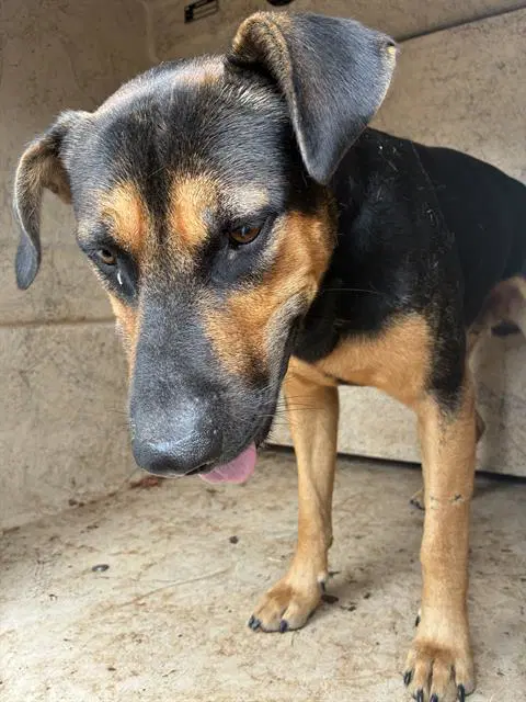 Milo - Hound