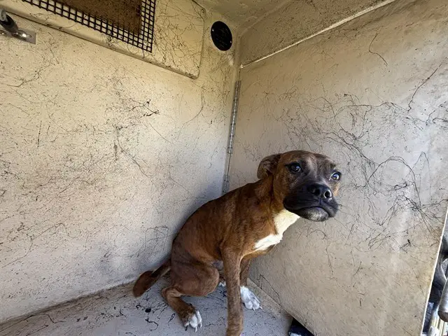 Unknown - Boxer