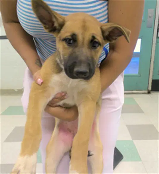 Unknown - Black Mouth Cur