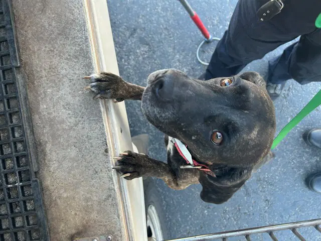 Unknown - Pit Bull Terrier