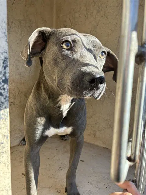 Unknown - American Pit Bull Terrier