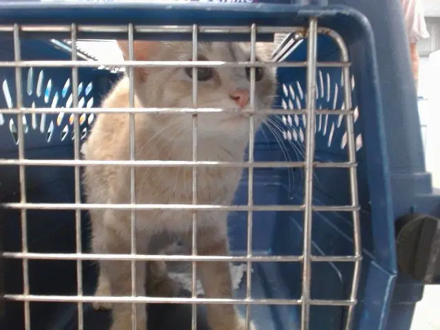 Unknown - Domestic Short Hair