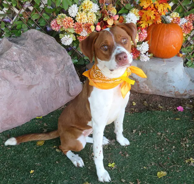 Peach - Hound