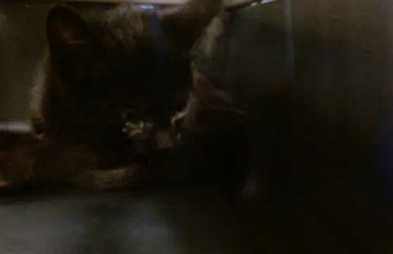 Hawk - Domestic Short Hair