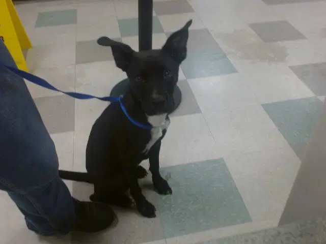 Unknown - American Pit Bull Terrier