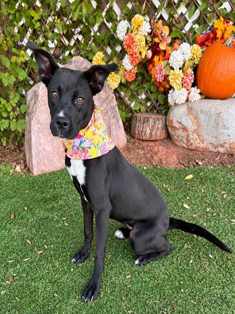 Unknown - American Pit Bull Terrier