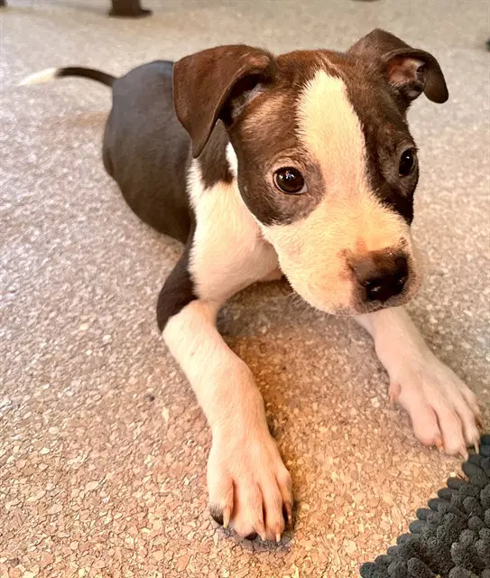 Jake - Pit Bull Terrier